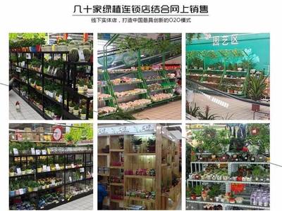 從創(chuàng)意到財(cái)富 90后小伙如何以商業(yè)思維玩轉(zhuǎn)盆景，年銷7500萬(wàn)